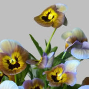 Brown Violet Pansy Seeds