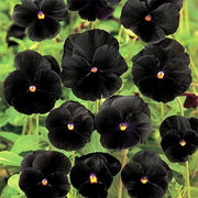 Easy Collection Black Pansy Seeds