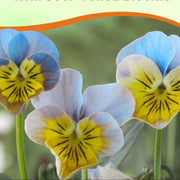 Bi-Color Viola Miniola Aqua Herz Seeds