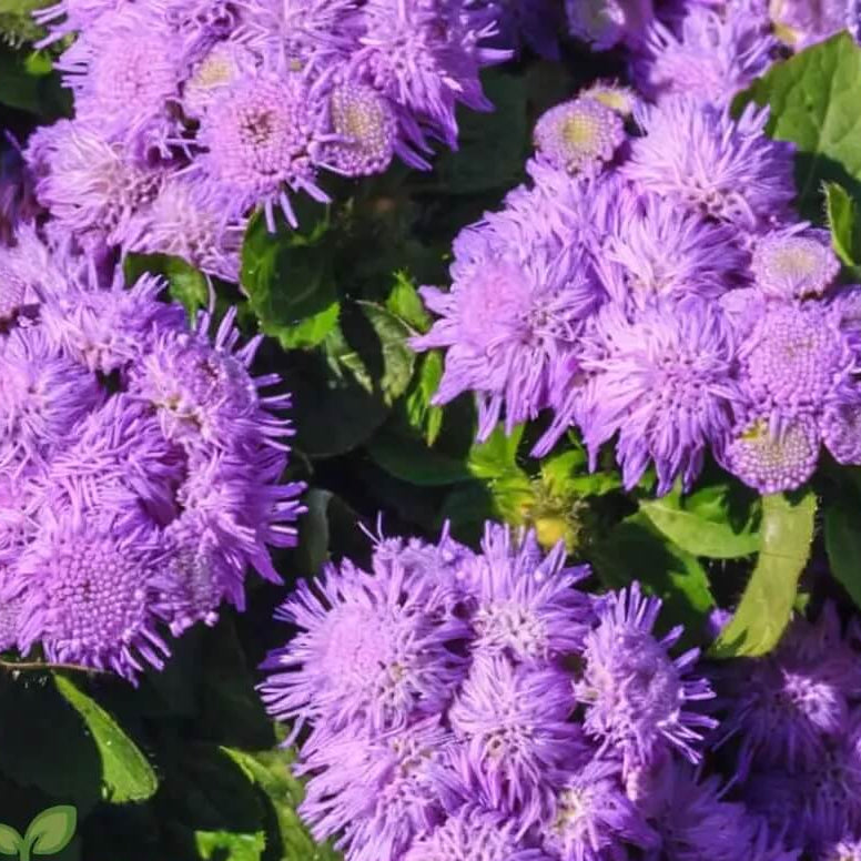 Violet Ageratum Seeds