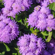 Violet Ageratum Seeds