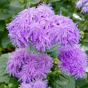 Violet Ageratum Seeds
