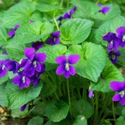 Standard Violet Violet Seeds