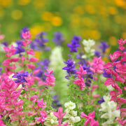 Viridis Salvia Seeds