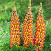 Orange Yellow Lupine Seeds