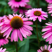 Purple Coneflower Seeds