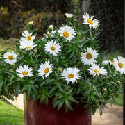 Snow Lady Shasta Daisy Seeds