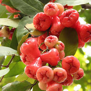 Rose Apple Seeds