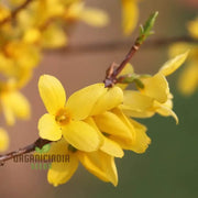 Wildflower Forsythia Seeds