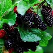 Mulberry Futuba Long Berry Seeds