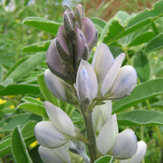 White Lupine Seeds