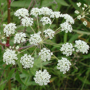 Cicuta Maculata Seeds - Herbal Seeds