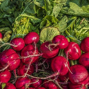 Red Turnip Seeds