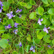 Light Purple Johnny Jump Up Seeds