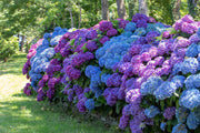 Ornamental Shrubs Seeds - Flower Plant