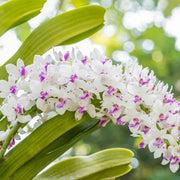 Wildflower Mix Rhynchostylis Seeds