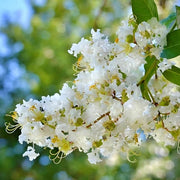 White Crepe Myrtle Lagerstroemia indica Seeds