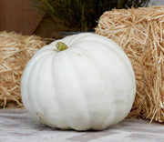 White Pumpkin Seeds
