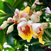 Kat Ginger Shell Seeds, Herbal