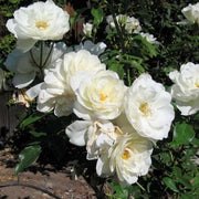 White Perennial Rose Seeds