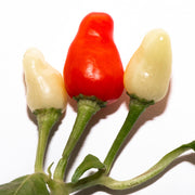 Nipple Pepper Seeds