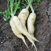 White Carrot Seeds
