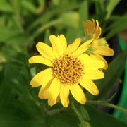 Drought Tolerant Arnica Seeds