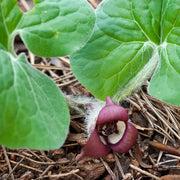 Asarum Canadense Wild Ginger Seeds, Herbal
