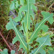 Wild Lettuce Seeds
