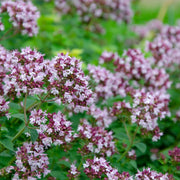 Oregano Herb Seeds, Origanum vulgare Herb Seeds
