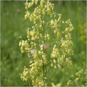wildflower Lila Meadow Rue Seeds