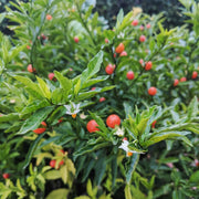 Ashwagandha Herb Seeds, Withania somnifera Herb Seeds