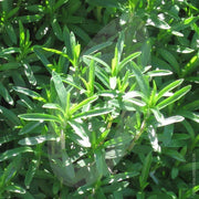 Summer Savory Seeds, Herbal