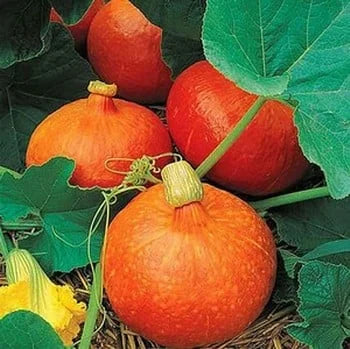 Red KuriSquash Seeds