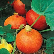 Red KuriSquash Seeds