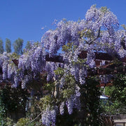 Sinensis Wisteria Seeds