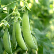 Sugar Snap Pea Seeds – Pisum sativum var. macrocarpon