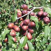 Giant Sweet Jujube Seeds