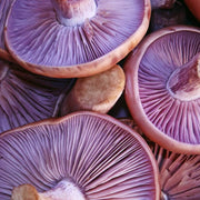 Purple Mushroom Seeds