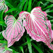 Light Pink Green Caladium Seeds, Herbal