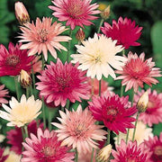 Mixed Xeranthemum Seeds