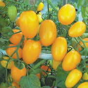 Yellow Grape Tomato Seeds