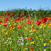Mix Perennial Wildflower Seeds