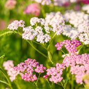 Baby Pink Yarrow Seeds