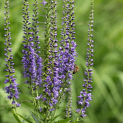 Veronica Speedwell Seeds