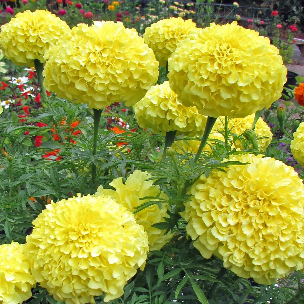 Marigold Seeds - African Seeds, Light Yellow