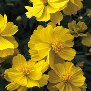 Sulphur Cosmos Seeds - Cosmos sulphureus Flower Seeds