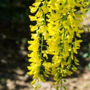 Light Yellow Crepe Lagerstroemia indica Seeds