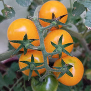 Light Yellow Tomato Seeds