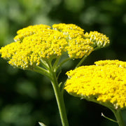 Great Lakes Yellow Achillea Seeds